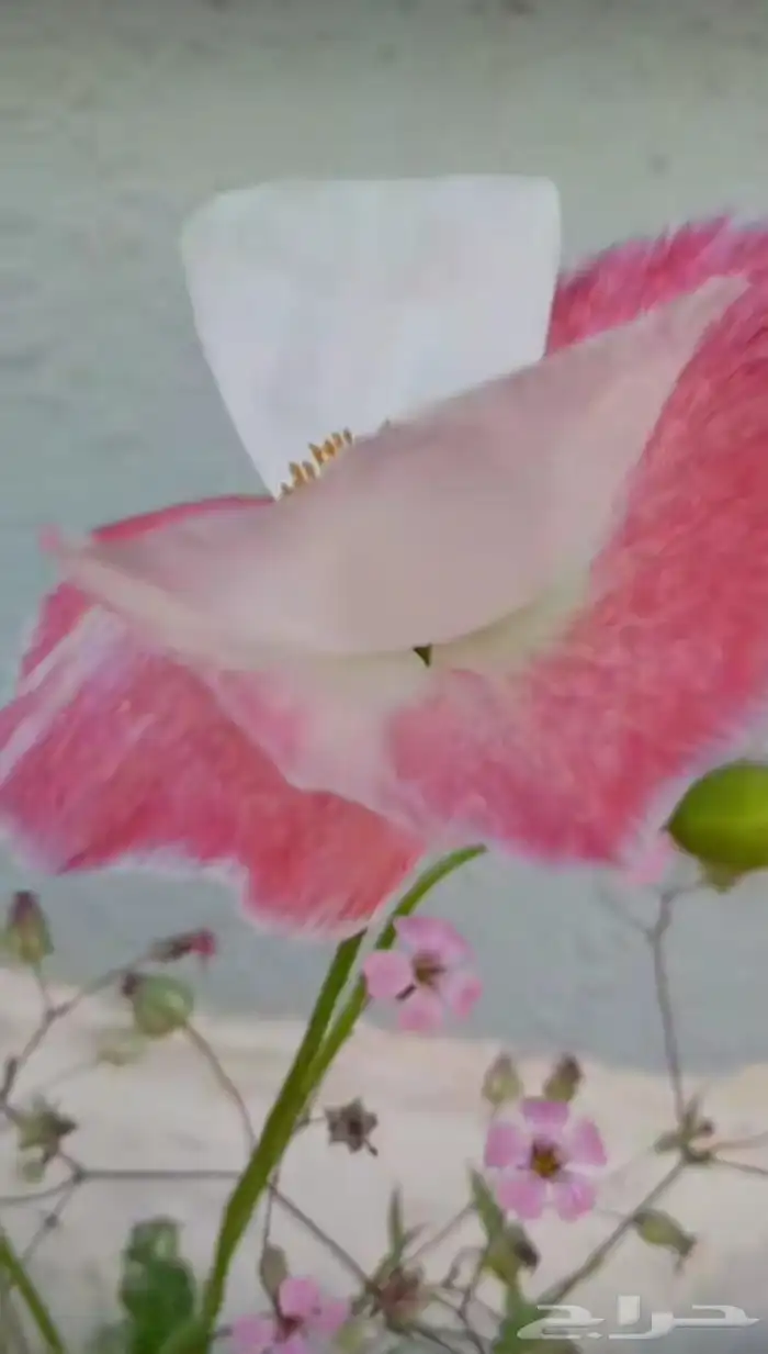 شتلات ديدحان 11