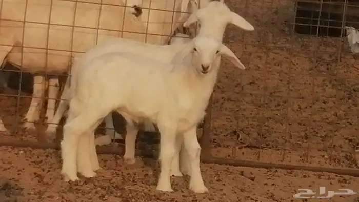 Purebred Sheep Ewes Premium Breed 3