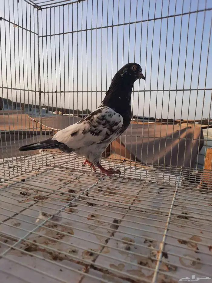 زكر باكستاني 4