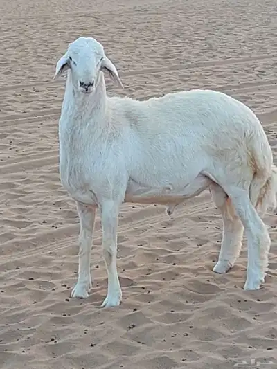 فحل حري فاخر مشروط index