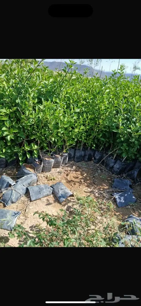 مشتل أشجار 1