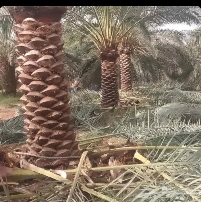 جميع انواع النخيل العربي 3