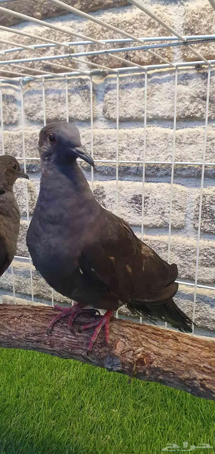 African Collared Dove Chocolate 1