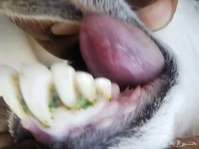 رخل صنف تحتها رخل تم البيع تم البيع 8