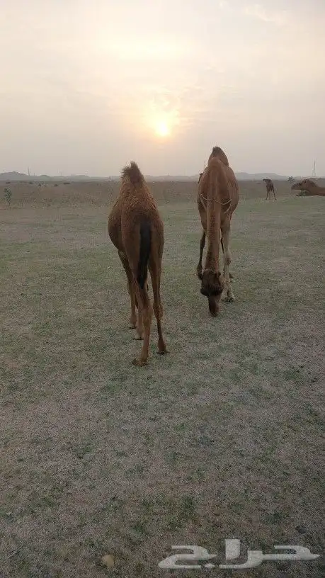 قعود للبيع على حليب وربيع 2