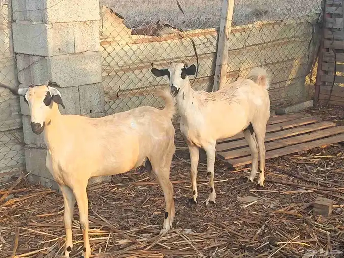 Two luxurious Biche goats four teeth 7