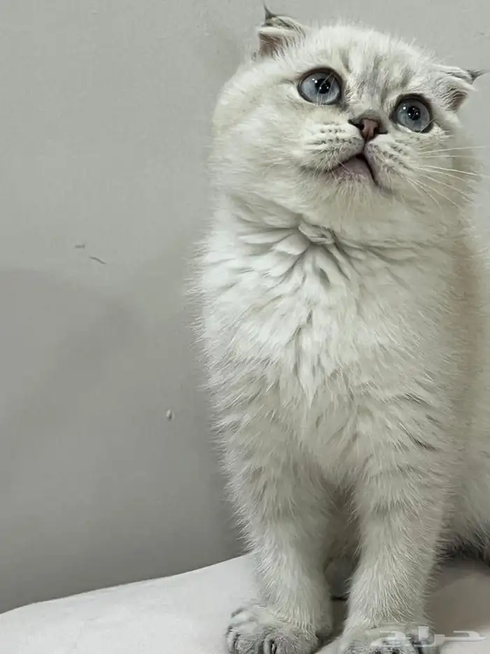 للبيع ذكر سكوتش 1