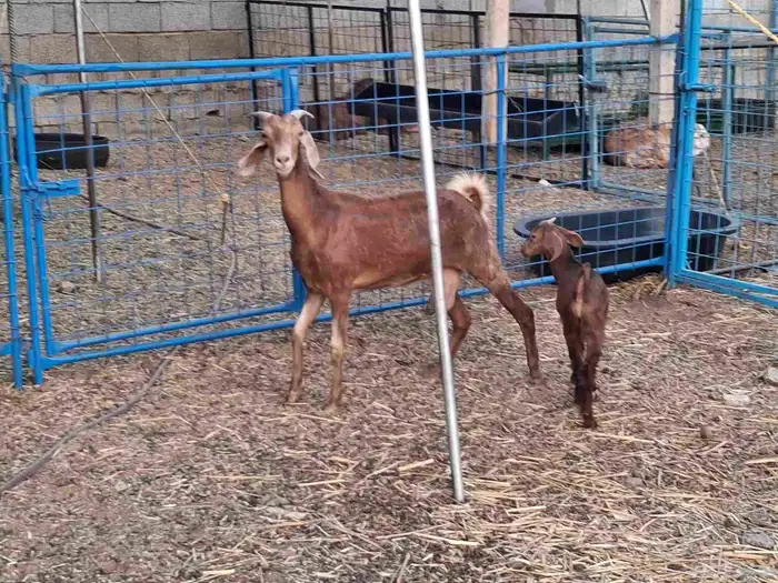 عنزمصريه خلفه 1