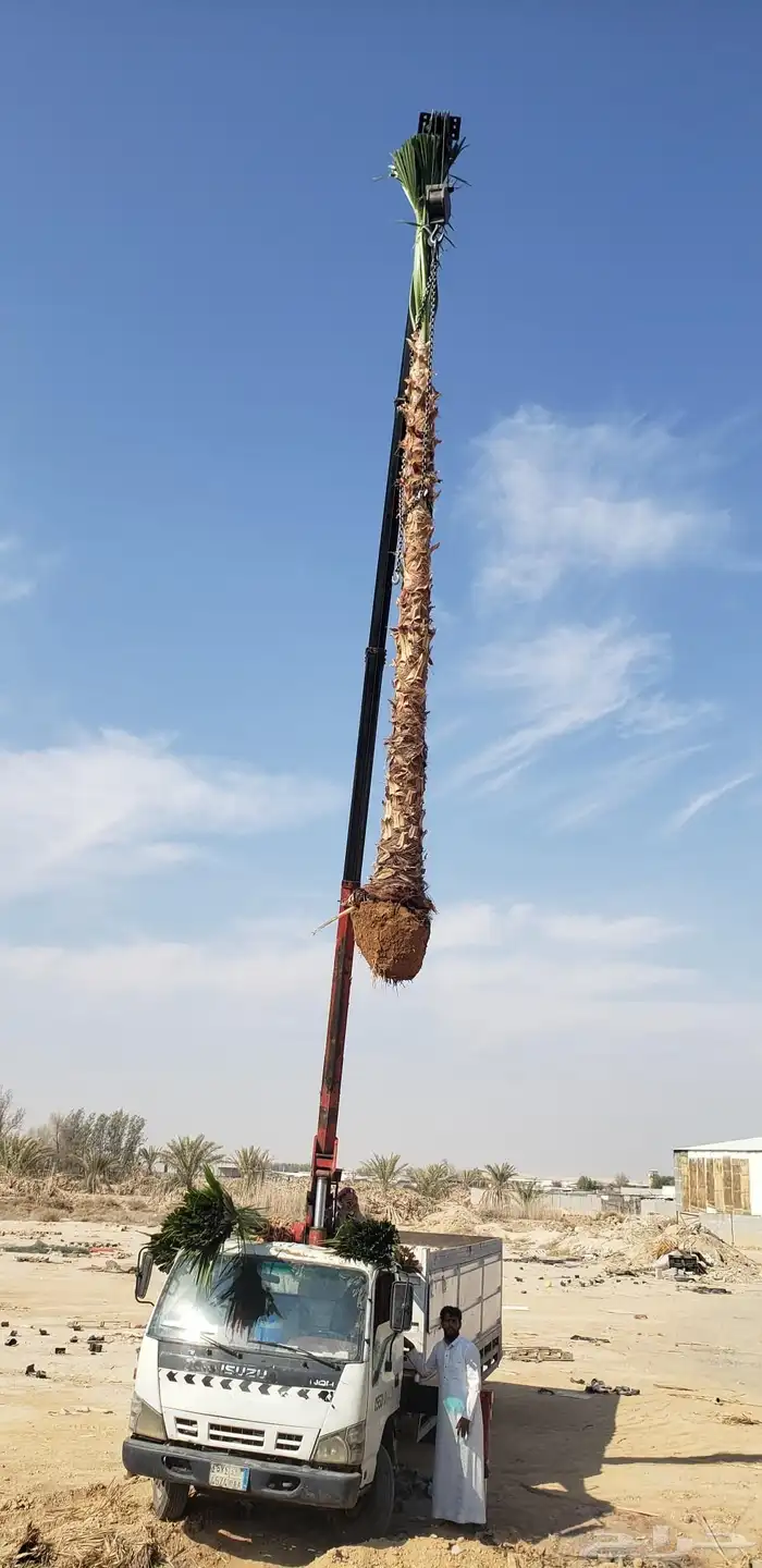 نخل واشنطني 2