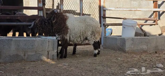 نعيم جذعان 3