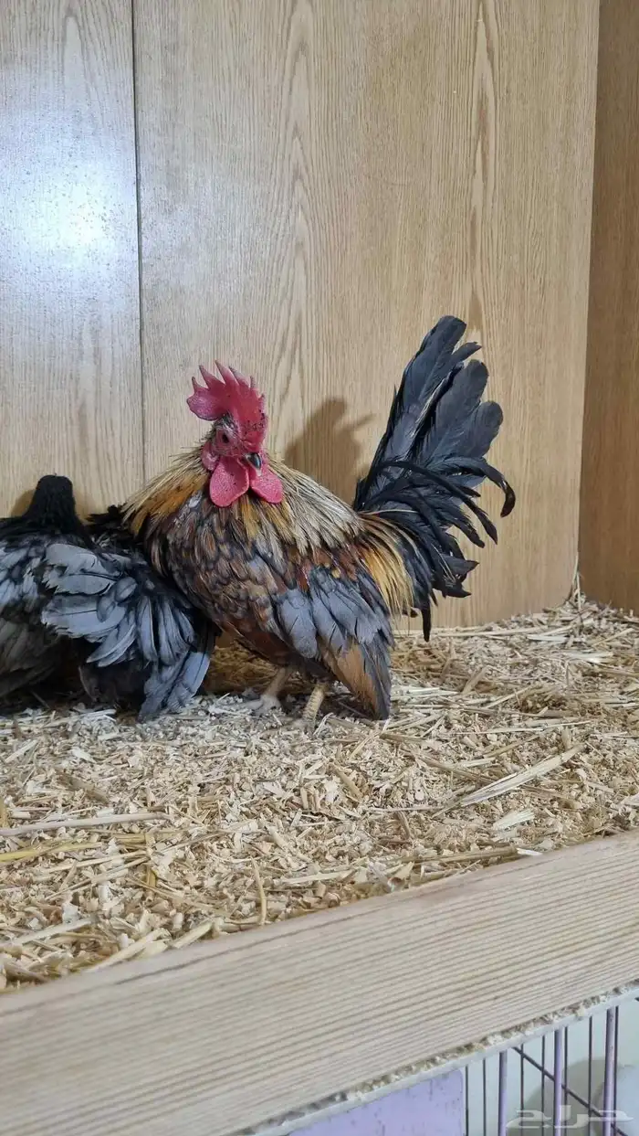 دجاج جبنيز قزم 1