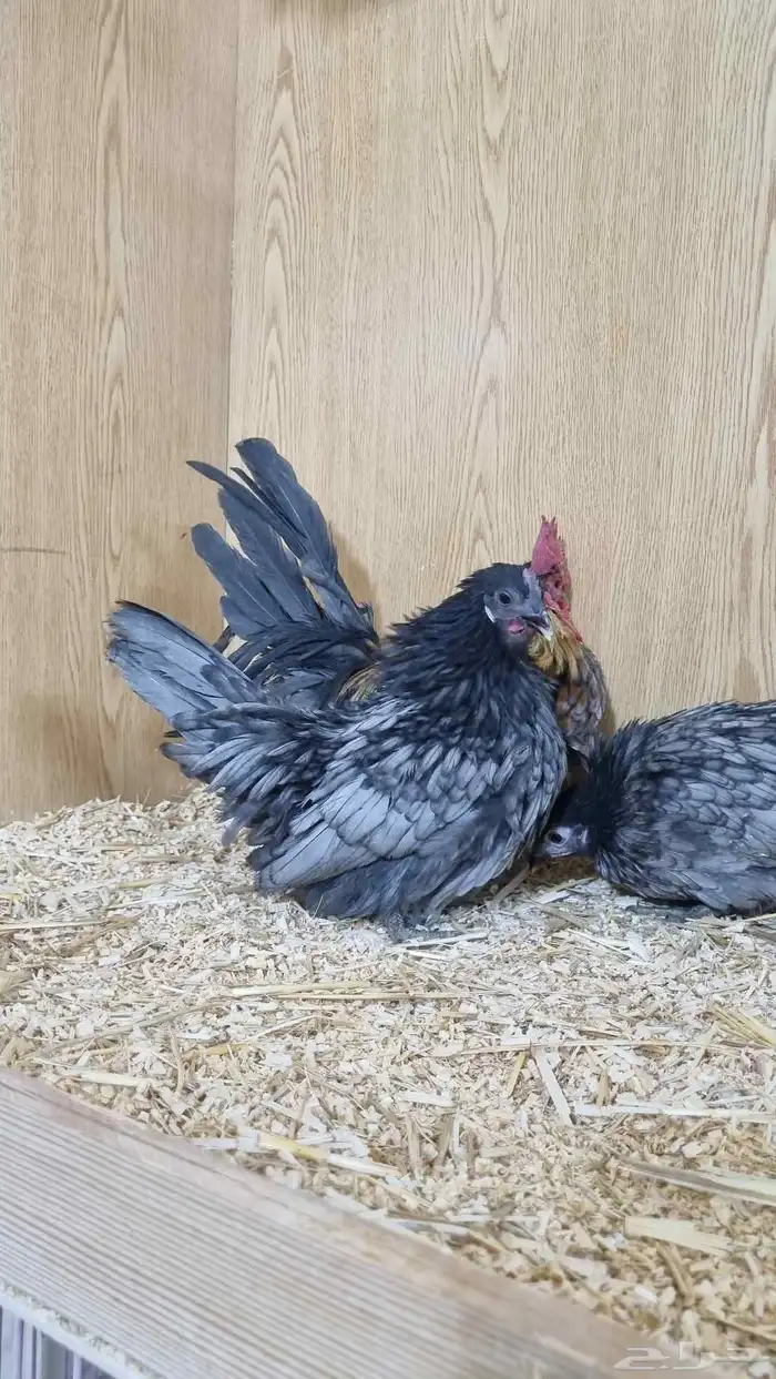 دجاج جبنيز قزم 5