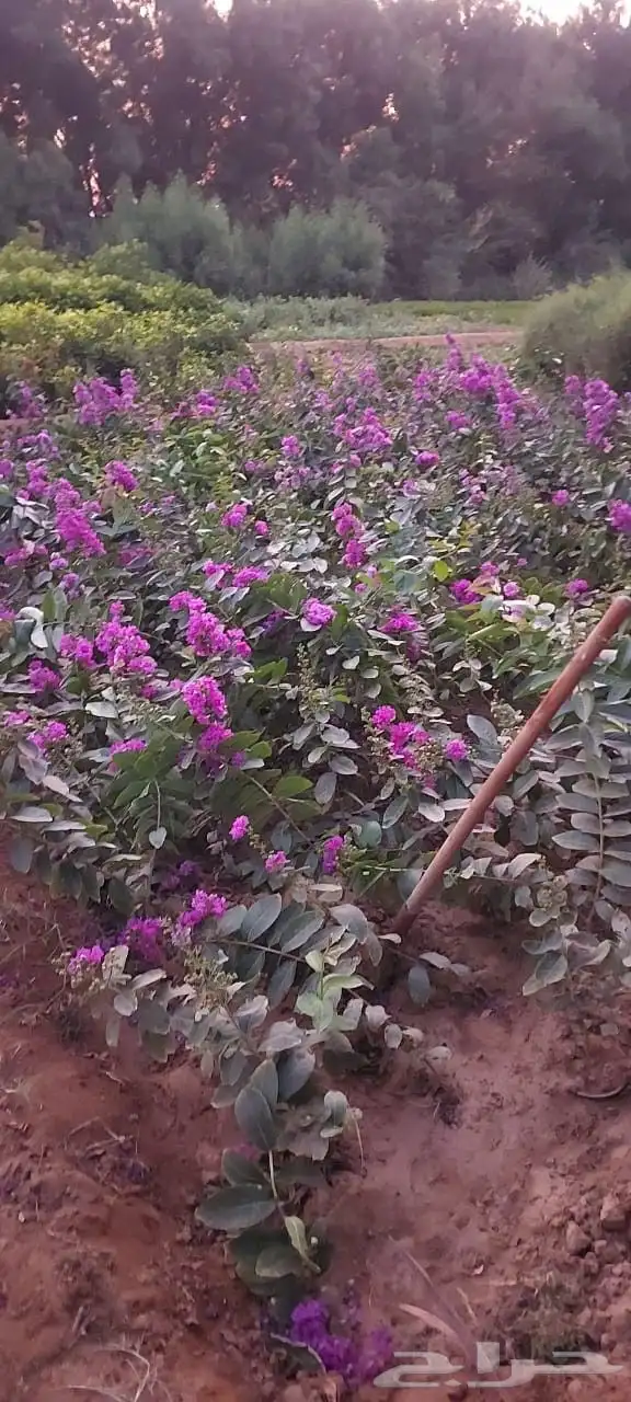 بيع جميع انواع النخل والشجر وردي وتنظيف النخيل 2