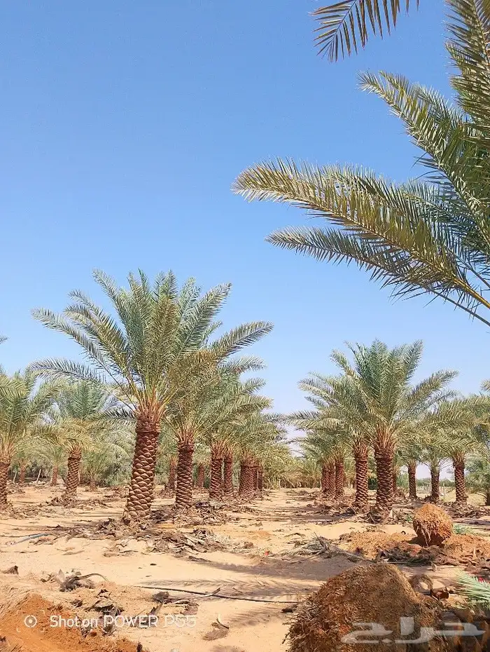 Palm trees and trees of all kinds and sizes 3