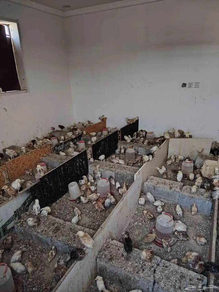 صوص بلدي وفيومي 1