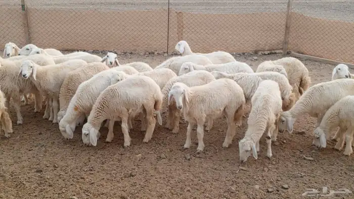 Freedom of Movement Status Issue 27 2