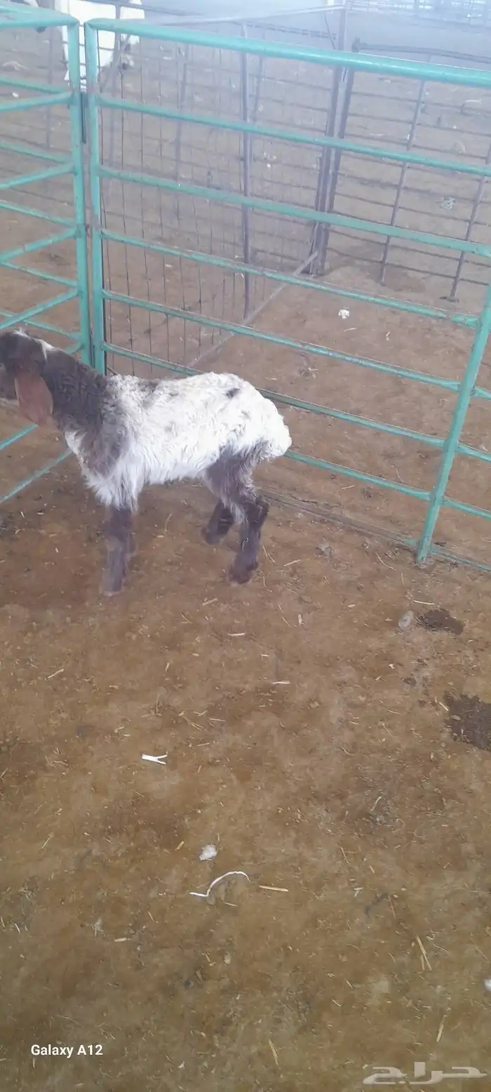 دغور نعيم نضيف 2