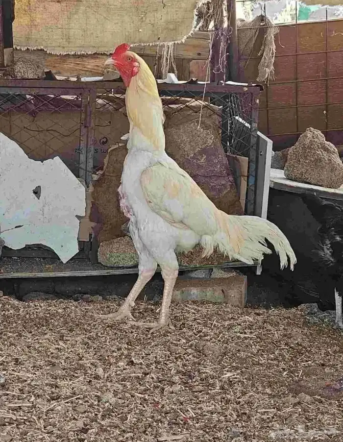 دجاج باكستاني 3