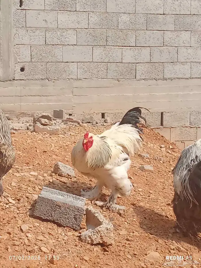 سلام عليكم اعرض لكم ديك برامه شرط تلقيح شرط اذان شرط صاحه 1