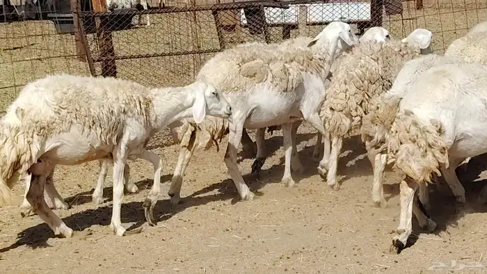 Free sheep with small offspring aged 10 under 10 they are go 21