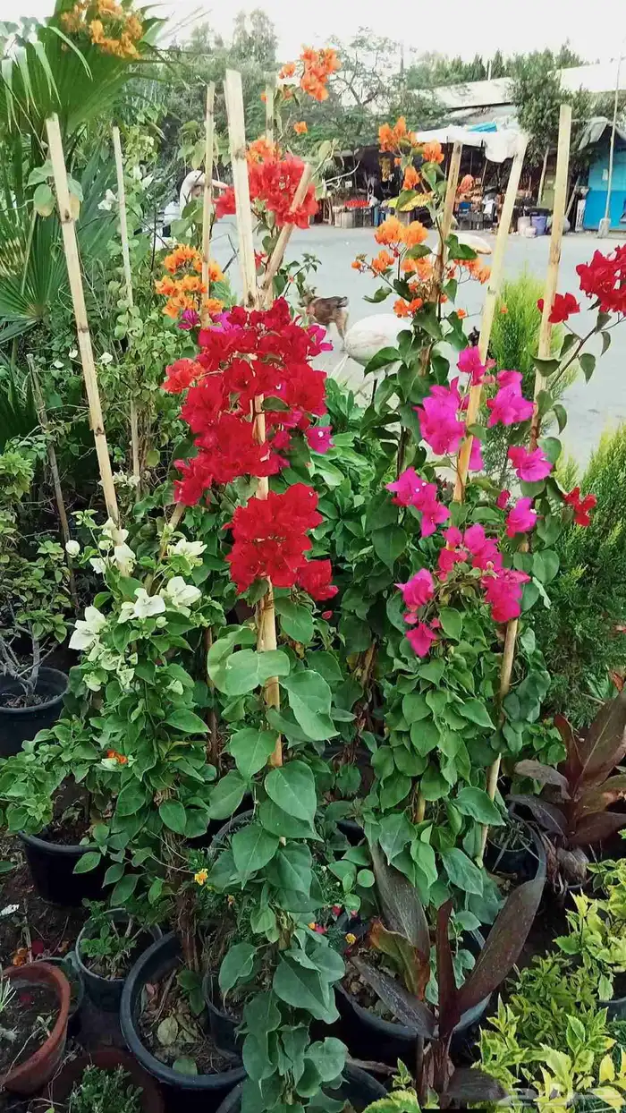 منسق حدائق وشلالات وديكورات 22