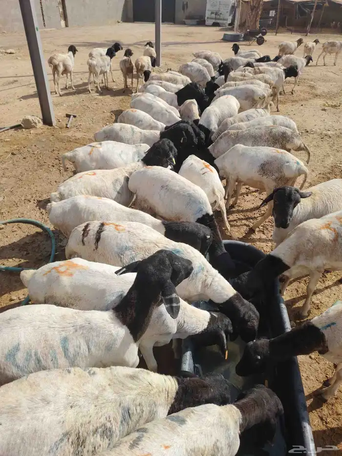 عروض رمضان الحصريه بشبوك تبوك 4