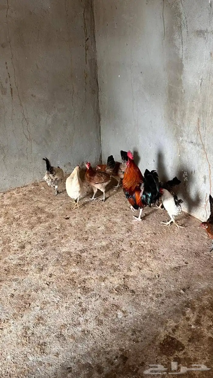 دجاج بلدي العدد 8 2