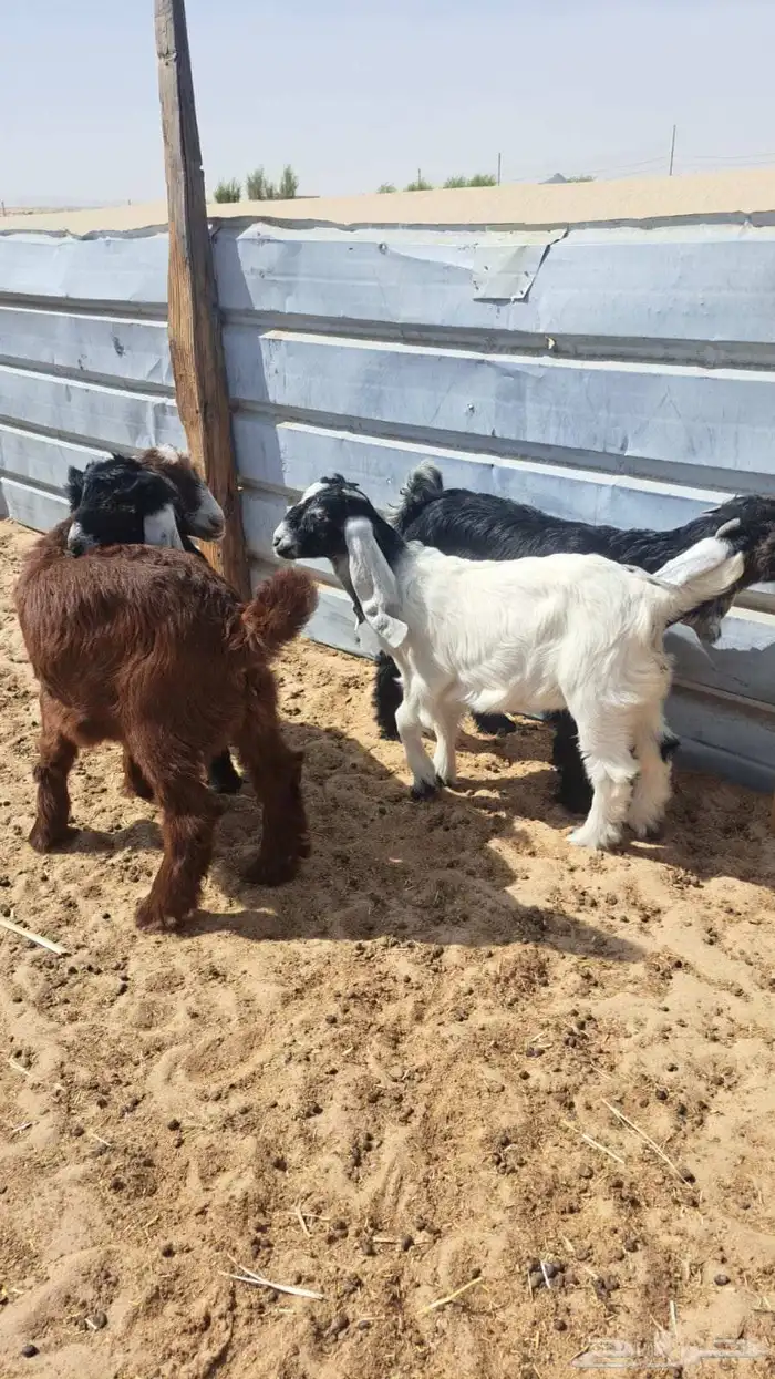 Goats for slaughter purposes 1