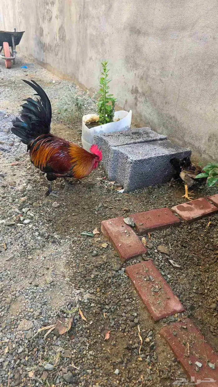 دجاج بلدي اصيل منتج 2