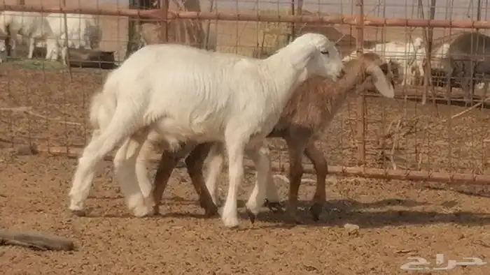 غنم سواكنية خلفات بهمها ذبائح يضحي ضان سواكنيات 3 رأس 11