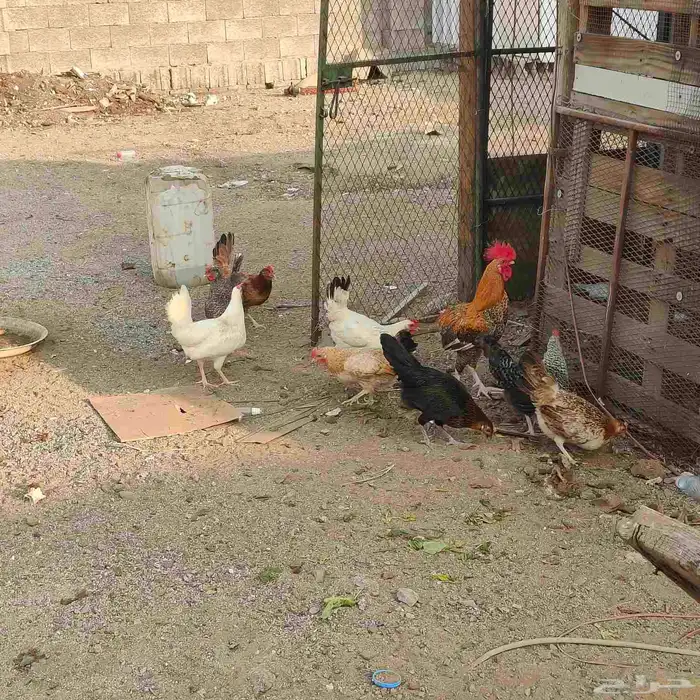 دجاج بلدي بياض 1