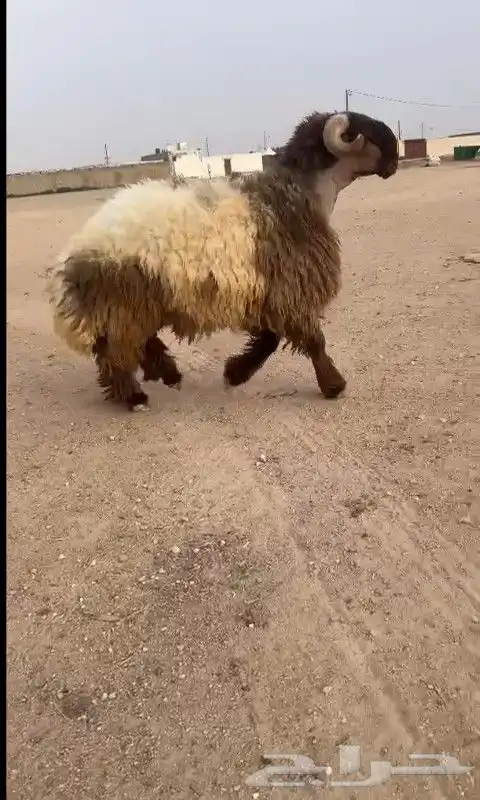 جذع صنف ادبس 7