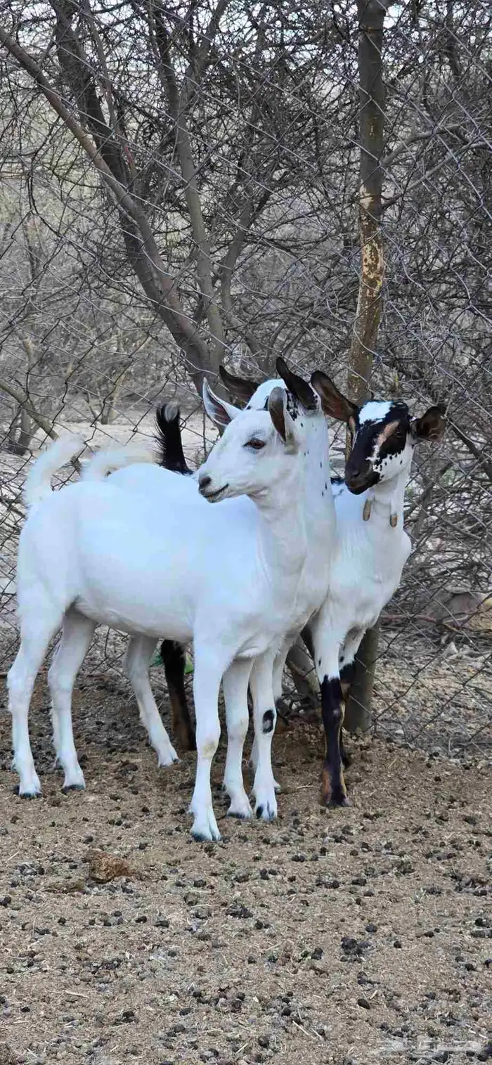 A good Beishi buck goat 7