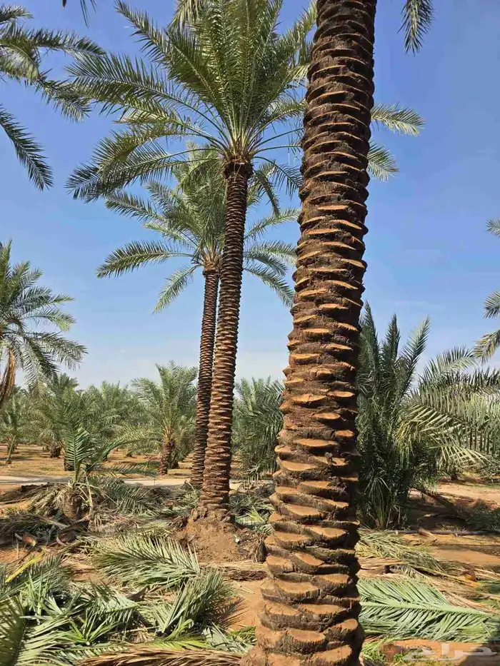 نخل للبيع 1
