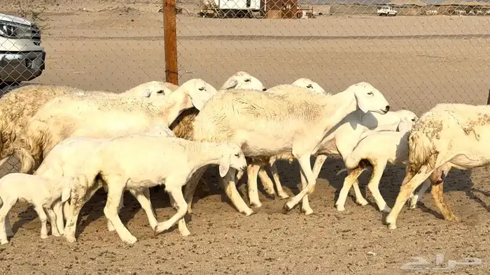 غنم حريات رخال خلفات 1