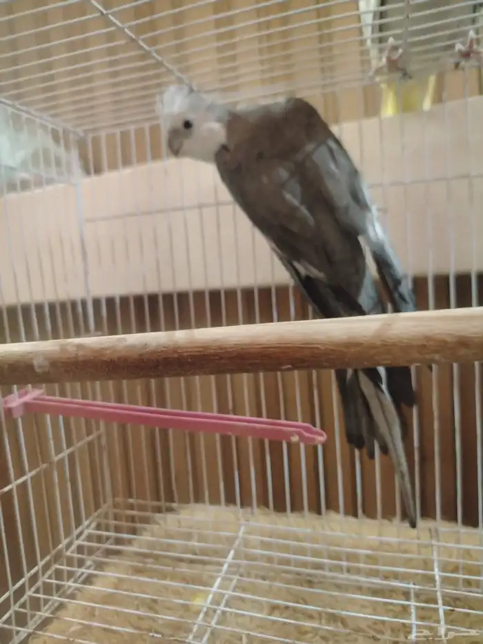 A tame couple of parakeets 2