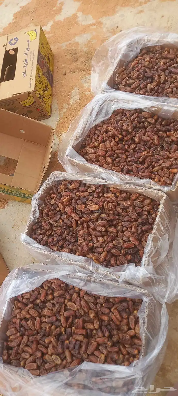 موجود تمر سلاج عيش 1