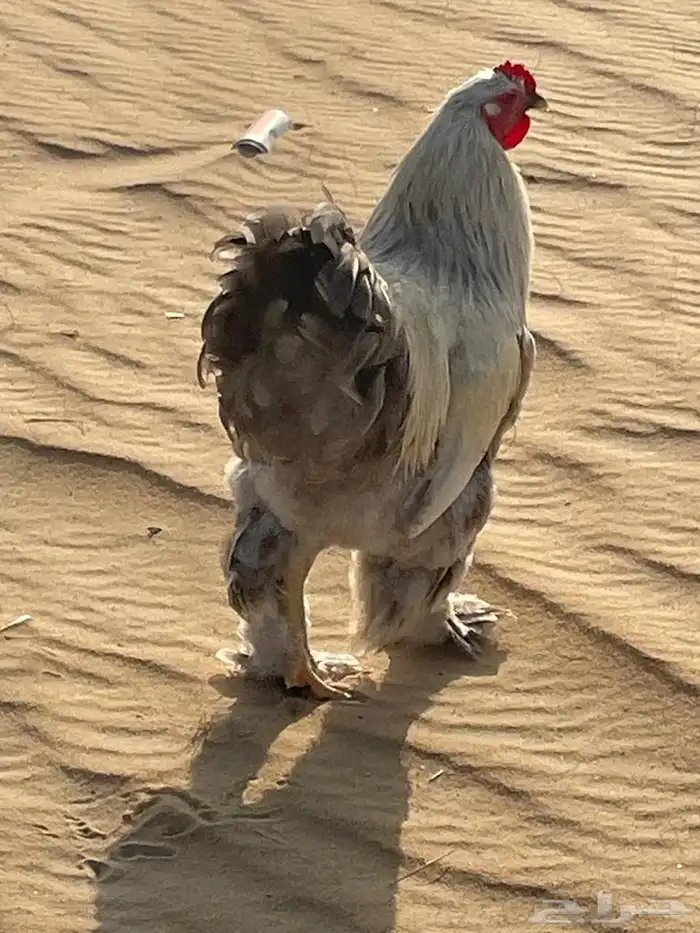 للبيع ديوك براهما 1