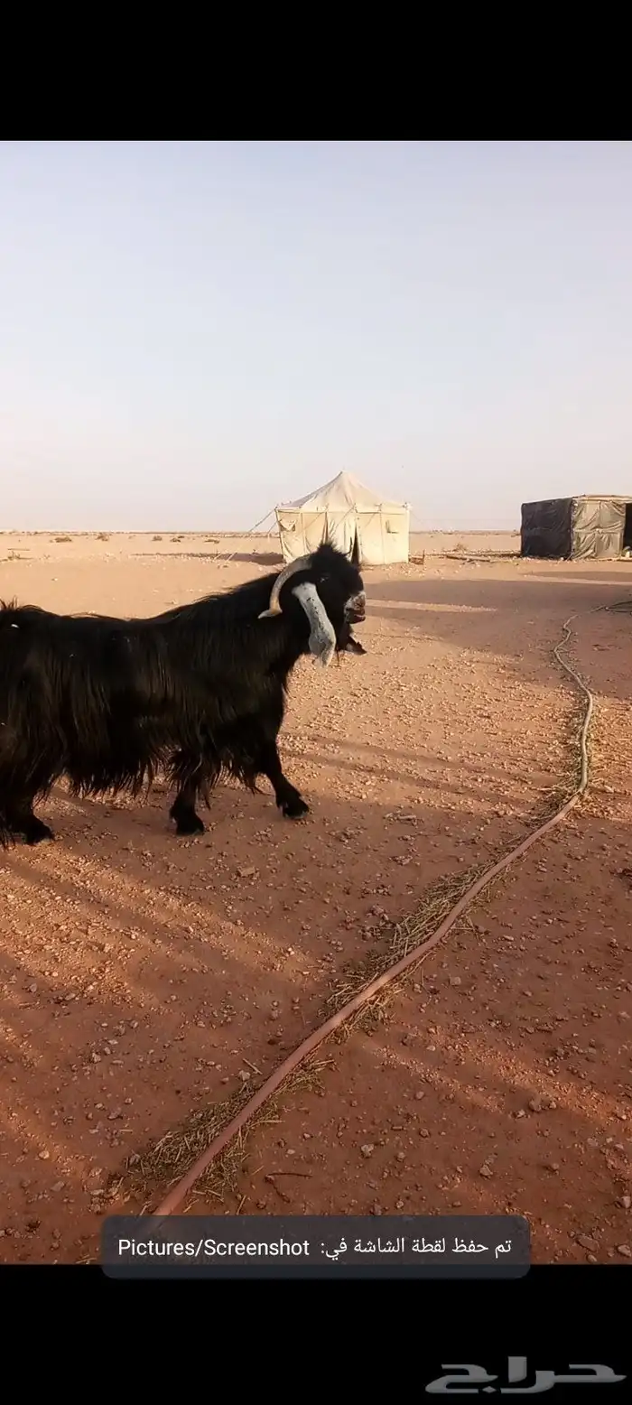 Stallion show type 2