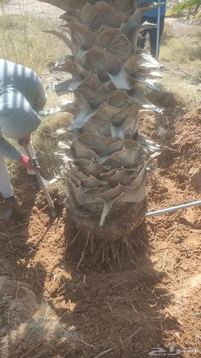 Cutting palm trees and trimming trees 8