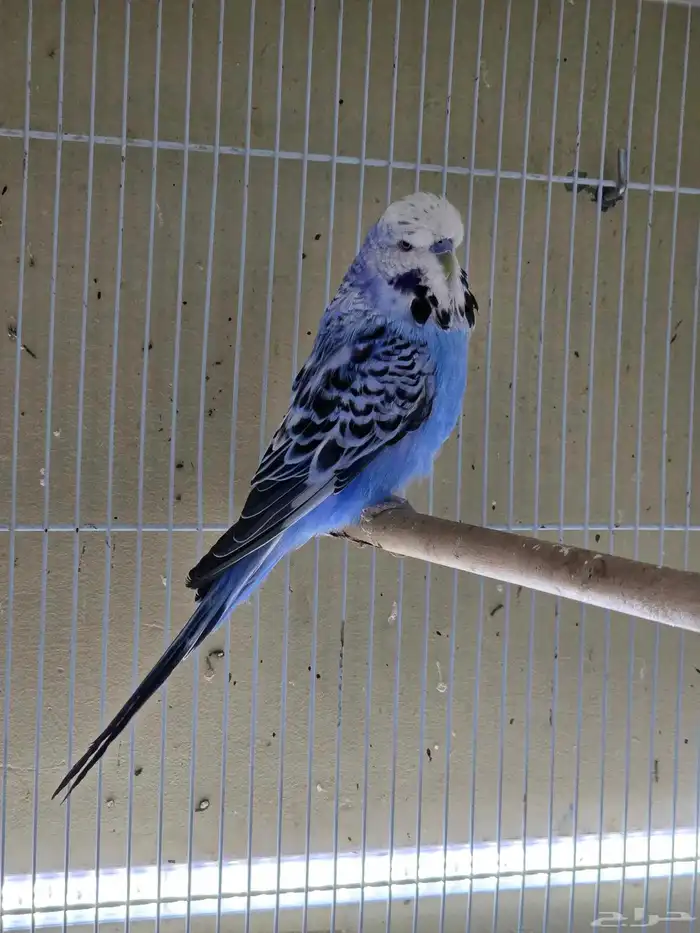 بادجي للبيع انجليزي 4