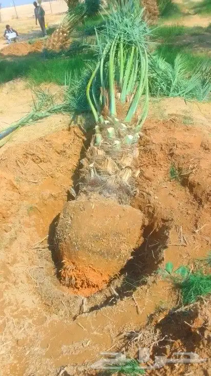 Fruitbearing palms for sale Jathith palm shoots Arab palm an 1