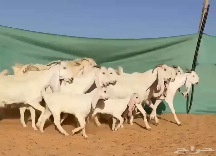 Luxury developed goats 1