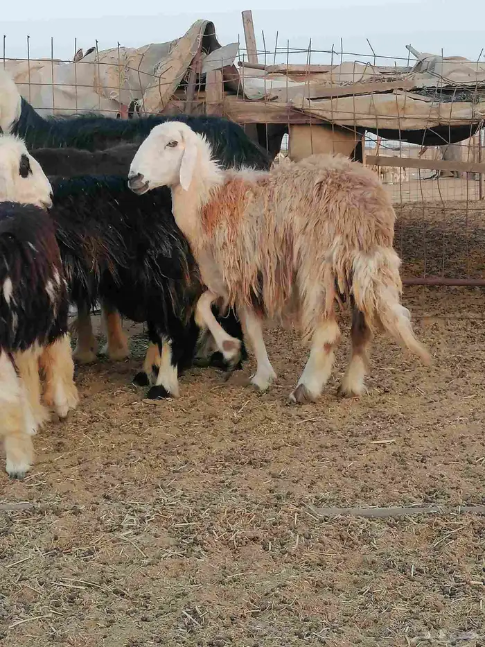 نجديات خلفات للبيع 10