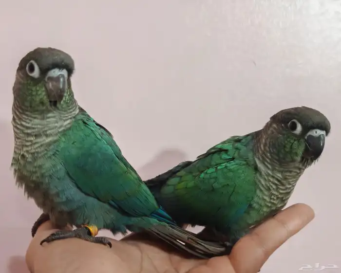 Handfed turquoise blue conure chicks 1