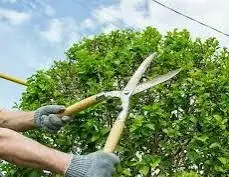 زراعه جميع انواع الاشجار والنخل النجيل وكل ما يتعلق بالزراعه 19