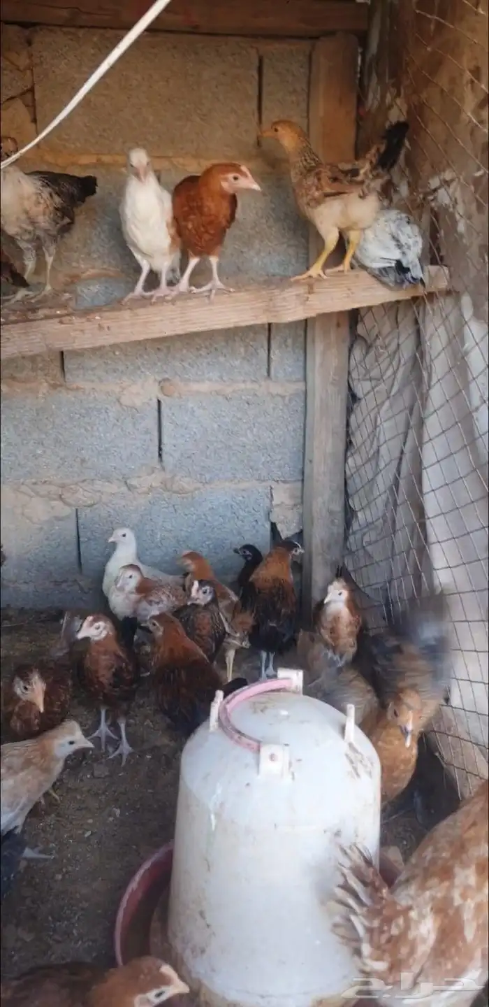 60 pieces of local chicken sauce 2