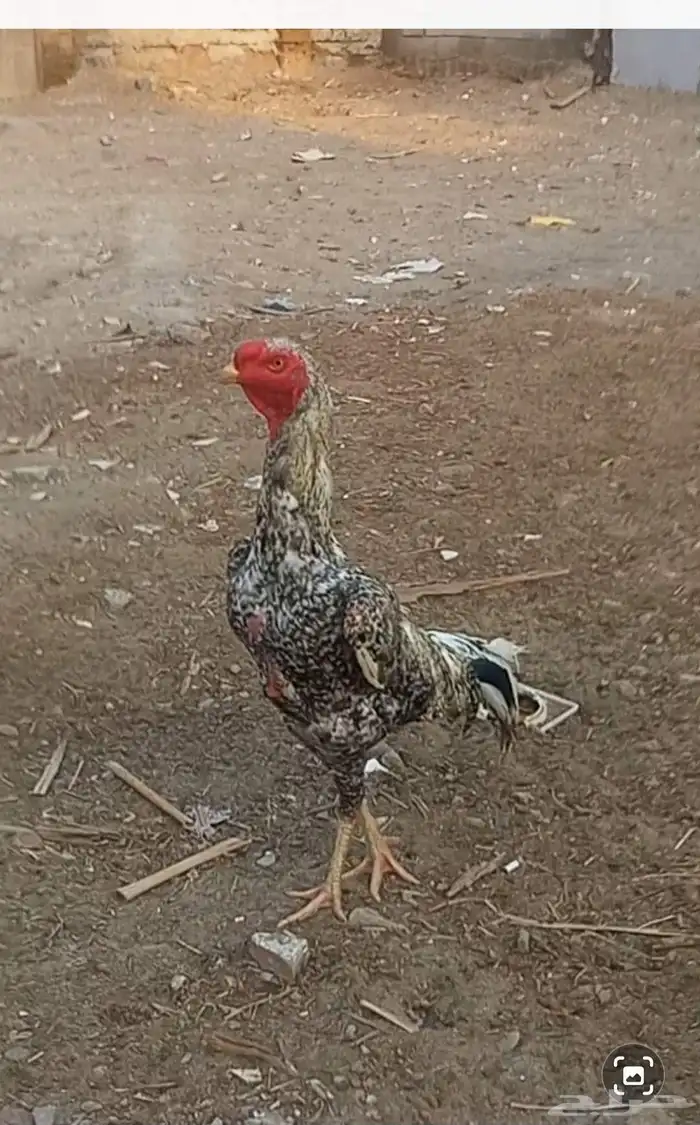 Pakistani Rooster 1