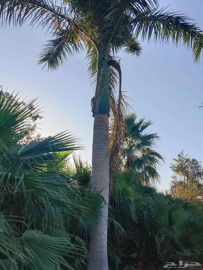 Royal Palm Date Tree 4