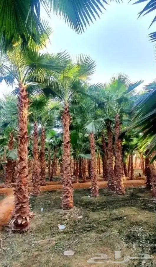 نخل واشنطني وشنطن زينه للبيع 1